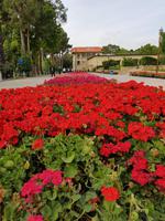 1004_Shiraz; Eram-Garten