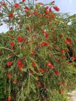 1008_Shiraz; Eram-Garten