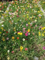 1009_Shiraz; Eram-Garten