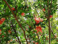 Eram Garten in Shiraz