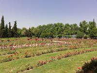 Eram Garten in Shiraz