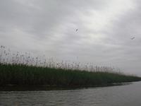 Bootsfahrt Lagunen-Sumpflandschaft Mordab