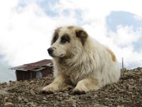 wartet ebenfalls auf das Mittagessen