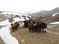 Schafe auf dem Weg in Richtung Takh-e Suleyman