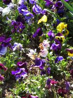 Stiefmütterchen im Khosro Abad-Haus