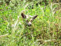 Fuchs auf dem Apadana-Siedlungshügel