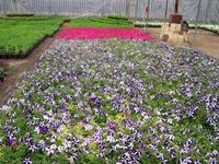 Mahallat- staatliche Blumenzucht