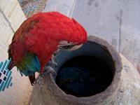 Yazd- 2 Papageie im Moshir ol Mamalek Garden
