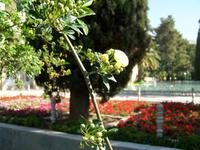 Shiraz- Eram-Garten