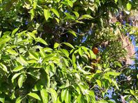 Orangenbaum mit Früchten und Blüten vor dem Hotel Park Saadi in Shiraz