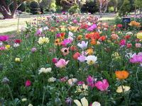 im Eram-Garten in Shiraz (Botanischer Garten)