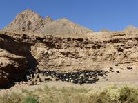 Kashan - Besuch des Fin- Gartens