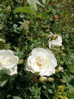 IMG_20180428_123048