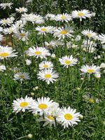 IMG_20180503_102937
