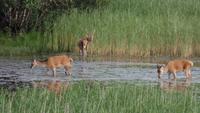 ...mit Hirsch