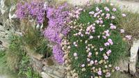 ...und Blumen