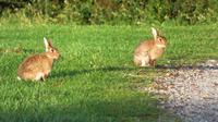...und Kaninchen