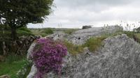 The Burren