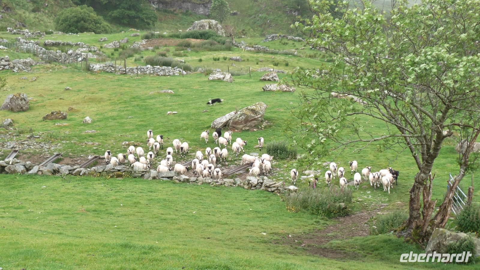 Schafetreiben bei Schäfer Kissane