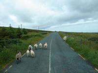 Schafe auf der Straße nach Ballina