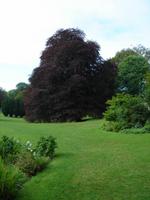Der Authograph Tree im Coole Park bei Gort