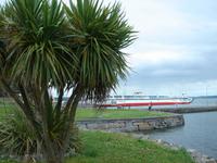 Palmen am Ufer von Tarbet