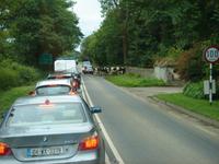 Kühe auf der Straße bei Tarbet