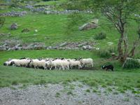 Auf der Kissarne Schaffarm