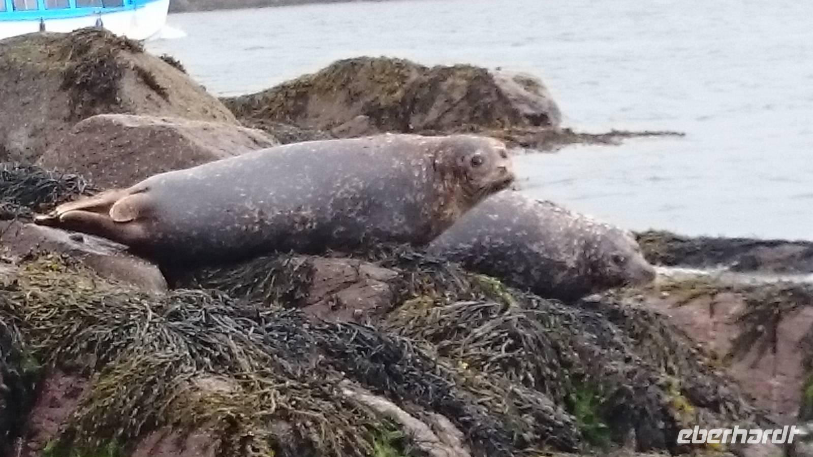 Robben auf dem Wege nach Garinish Island