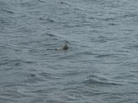 Freche Robbe unterwegs nach Garinish Island