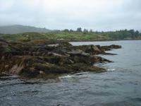 Robbenfelsen am Garinish Island
