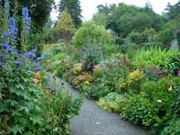 Es blüht... und regnet... auf Garinish Island