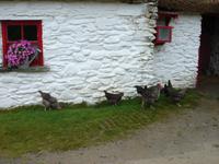 Idyll auf der Muckross Farm