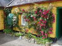 Üppige Pflanzen auf der Muckross Farm