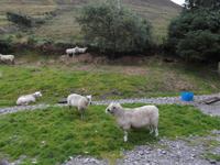 beim Schäfer Brendan