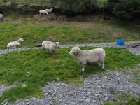 beim Schäfer Brendan