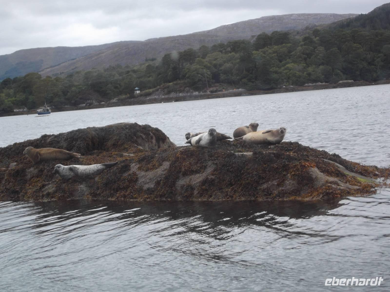 Robbeninsel bei Garinish Island