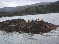Robbeninsel bei Garinish Island