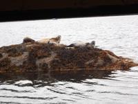 Robbeninsel bei Garinish Island