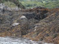 Robbeninsel bei Garinish Island