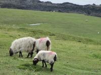 Allgegenwärtig - Schafe