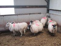 ...die für die roten Pullover