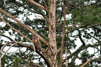 ... auch der junge Seeadler