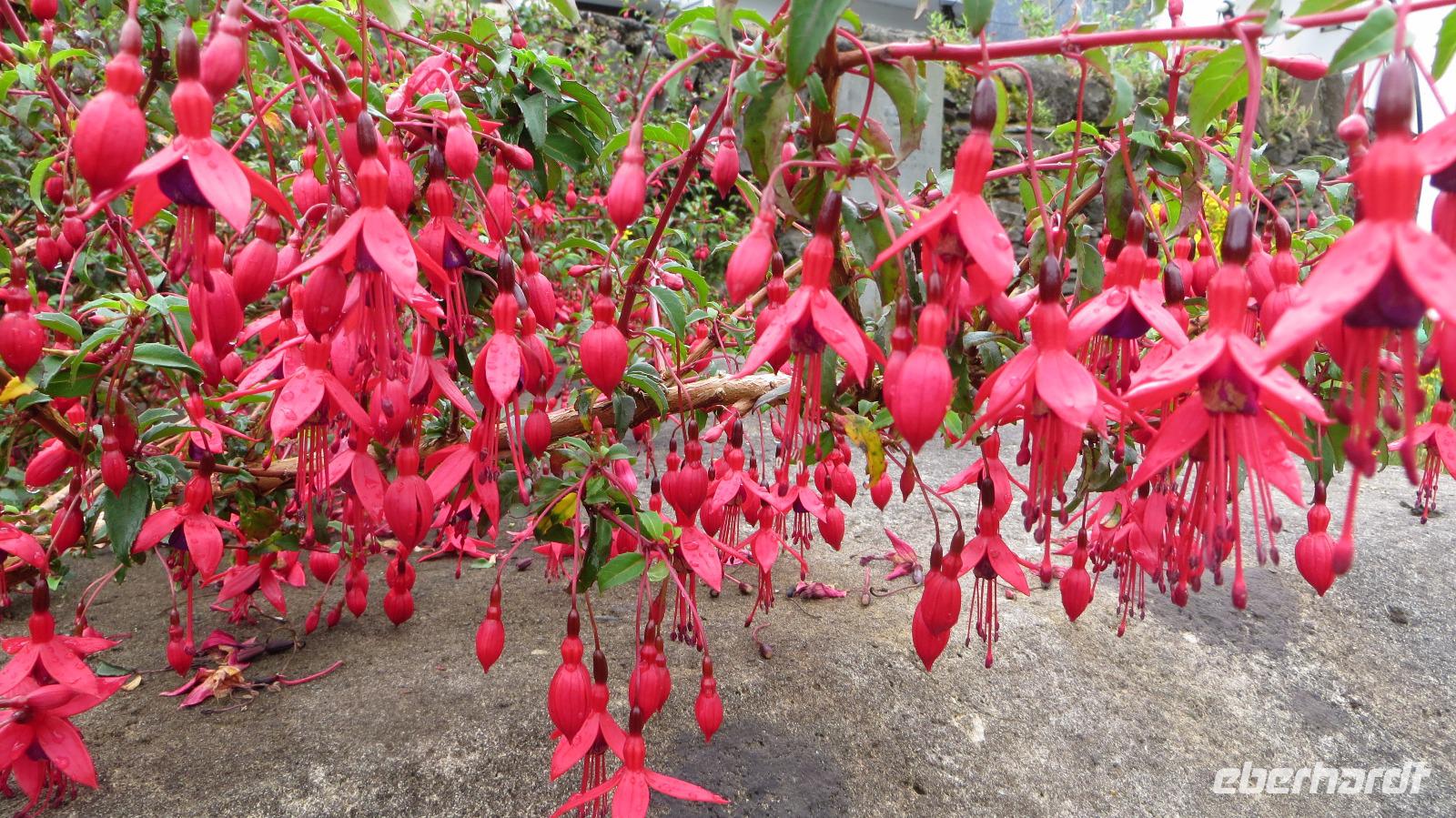 Fuchsienpracht