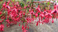 Fuchsienpracht