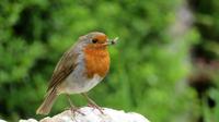 Rotkehlchen