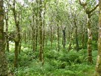 Kylemore Abbey - viktorianische Gärten
