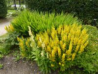 Kylemore Abbey - viktorianische Gärten