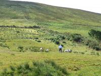 Kells - Schäfer Brandon Ferries