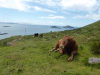 Ring of Kerry - Coomakista Pass